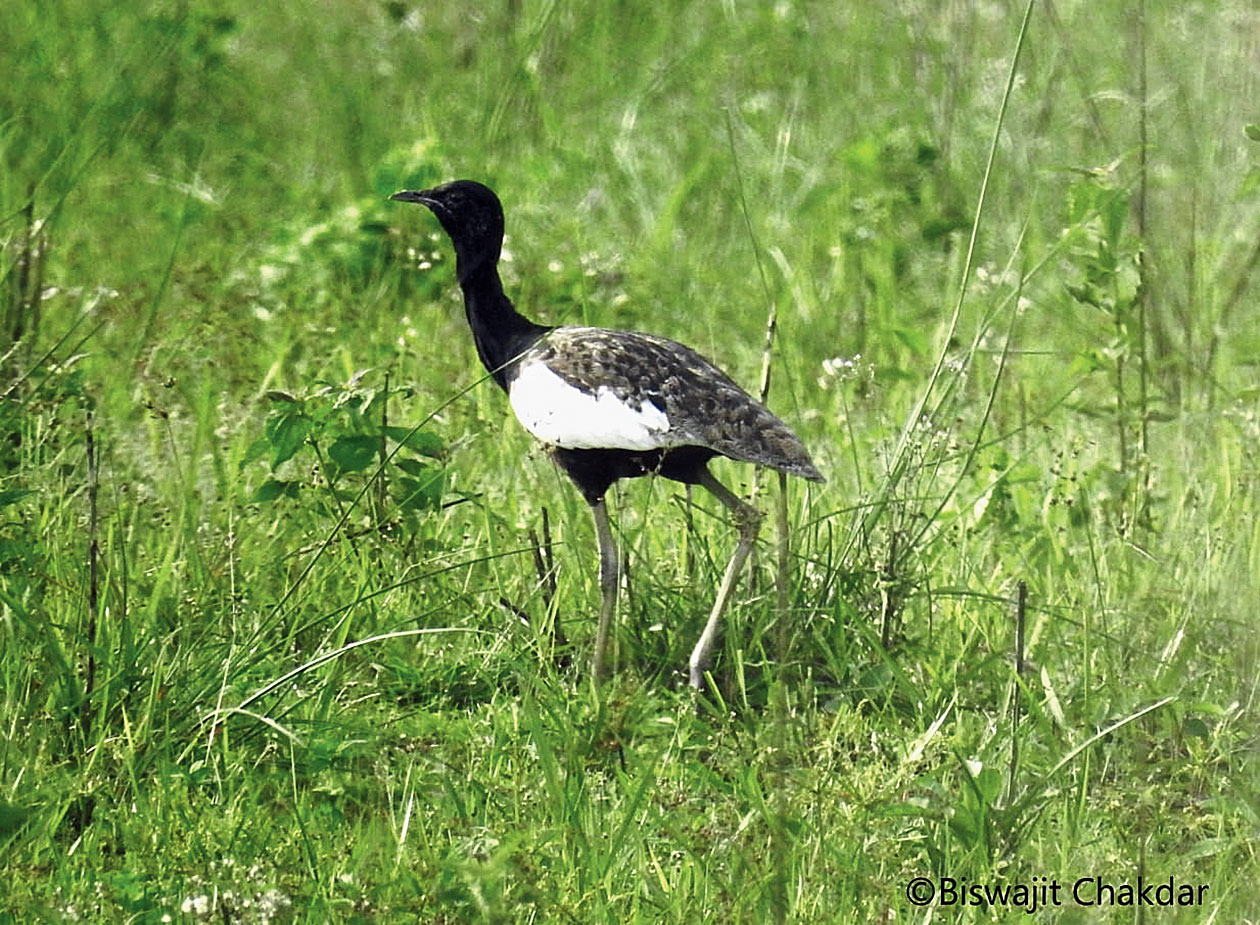 Bengal Florican